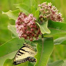 Image result for Asclepias foliosa