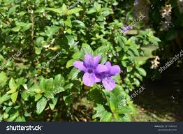 Image result for Barleria obtusa