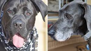 Labradanes have several different names like the great dane lab mix, labrador great dane mix. Cane Corso Great Dane Mix A Giant In The Dog World 11 Photos Your Mastiff