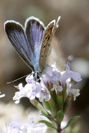 Image result for Indigofera subargentea