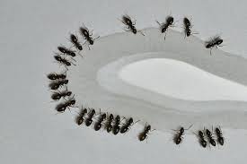 If a home owner is able to quickly and easily use diy methods for treating ant problems, then there's no reason to contact a professional pest control service; Pest Control Missouri Mccarthy Pest Termite Control