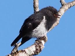 Image result for Tinnea apiculata