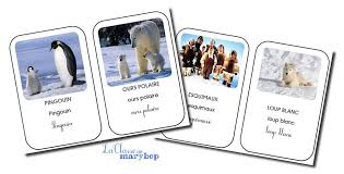 Referentiel Banquise A Telecharger Animaux Polaires Banquise Imagier Animaux