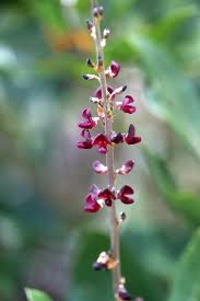 Image result for Droogmansia