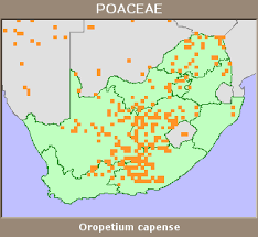 Image result for Oropetium capense