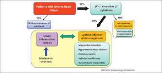 Myocarditis is inflammation of the heart muscle, and pericarditis is inflammation of the outer lining of the these types of heart inflammation can be caused by a variety of infections, including a bout of. Translation Of Hemodynamic Stress To Sterile Inflammation In The Heart Trends In Endocrinology Metabolism