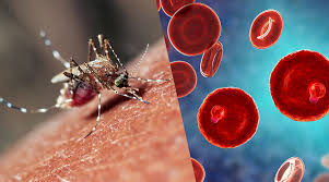 Malaria Disease -Top 5 Malaria Remedies ...
