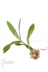 Image result for Bulbophyllum falcatum