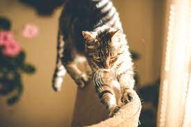 Cutting A Cat S Claws The How And Why Richell Usa Inc Blog