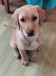 Our puppiesHettie and Digger are nearly 10 weeks now and have certainly  made themselves at home!!!