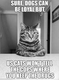 Black And White Animal Pictures Cat Quotes Funny Funny Animal Jokes Funny Animal Memes