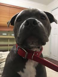 Teaching your dog to give you his paw is a quick process. Teaching Your Dog To Give You His Paw Album On Imgur