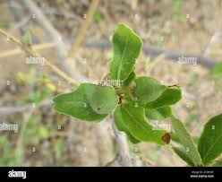 Image result for Cordia sinensis