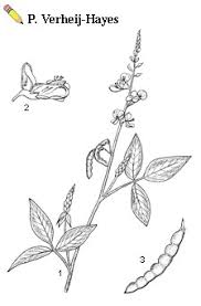 Image result for Desmodium uncinatum