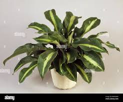 Image result for Palisota