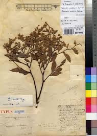 Image result for Parinari excelsa