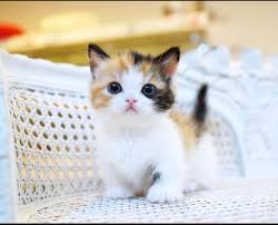 Munchkin kittens for saleonline, richardson, teksas. Kittens For Sale The Y Guide