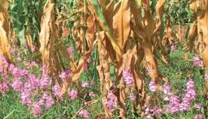 Image result for Striga macrantha