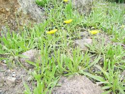 Image result for Tolpis