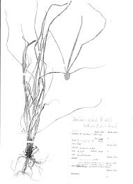 Image result for Cyperus dubius