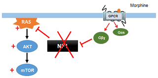 Cells Free Full Text Neurofibromin Structure Functions And Regulation Html
