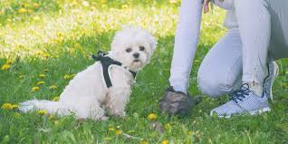 The symptoms of worms vary. How To Tell If Your Dog Has Worms Signs Causes And Treatment