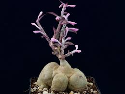 Image result for Monadenium crenatum