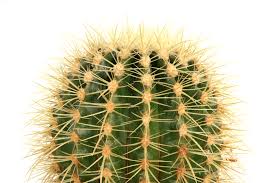 Xerophyte Definition And Meaning Collins English Dictionary