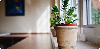 Image result for Pandiaka confusa