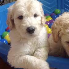 Don't love the price tag enough to buy your own? Australian Labradoodles Of Plymouth Ma Home Facebook