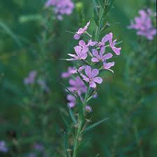 Image result for Lythrum rotundifolium