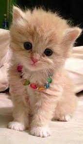 A place for really cute pictures and videos!. Imgur Post Imgur Cute Baby Animals Beautiful Cats Cute Cats