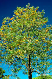 Image result for Grevillea robusta