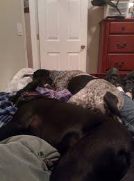 But my bed is too comfy by everything i lack, released 15 december 2017 so please, stay inside. After 16 Hours Of Playing They Re Finally Ready For Bed In My Bed Not Their Comfy Big Beds Imgur