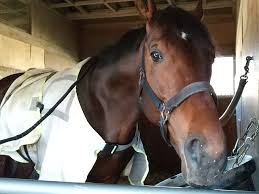 The site owner hides the web page description. ãã£ã¼ãããã¯ åå¤å±å¤§è³å¸å©èæå ± ç¾æµ¦ãã¬ã»ã³ãã¥ã¼ã¹ ç«¶é¦¬ãã¥ã¼ã¹ Netkeiba Com