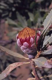 Image result for Protea gaguedi