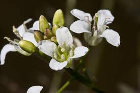 Image result for Rorippa