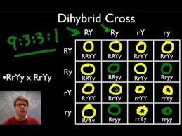 For example rrdd x rrdd would be a dihybrid cross. A Beginner S Guide To Punnett Squares Youtube