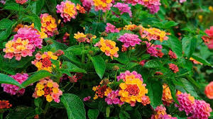 Image result for Lantana