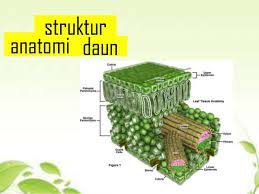 Jul 29, 2020 · pengertian usaha dan energi : Struktur Dan Fungsi Jaringan Daun Secara Lengkap Weschool Id