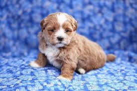 Small, hypoallergenic and cuddly companions, these pups inherited some of the best when looking for a puppy, it is important that you find a breeder that's avoided breeding dogs with this characteristic. Shih Poo Ultimate Pet Parent Care Guide And 7 Fun Facts Perfect Dog Breeds