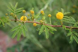 Image result for Acacia kirkii