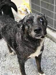 The dogs are walked and played with everyday. Dog Adoption Jacksonville Nc