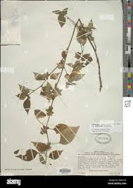 Image result for Phaulopsis imbricata