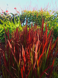 Image result for Imperata