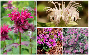 Can spread via underground rhizomes. 10 Different Varieties Of Bee Balm Monarda Garden Lovers Club