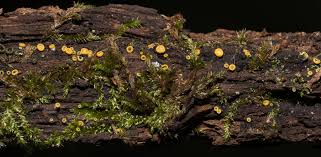 Image result for Chlorosplenium chlora