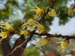 Image result for Hexalobus monopetalus