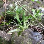 Image result for Brexia