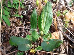 Maybe you would like to learn more about one of these? De O Salata Armeria